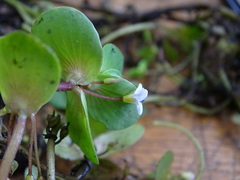 Bacopa repens