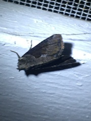 Lateroligia ophiogramma