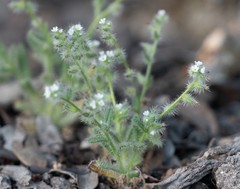 Cryptantha clevelandii