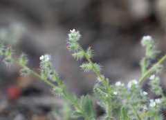 Cryptantha clevelandii