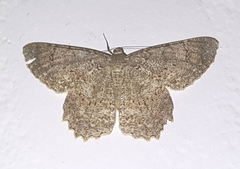 Epimecis fraternaria