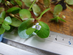 Bacopa repens