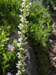 Platanthera dilatata albiflora