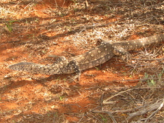 Varanus giganteus
