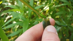 Lepidocyrtus paradoxus