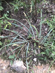 Carex latebracteata