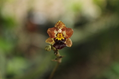 Trichocentrum lindenii