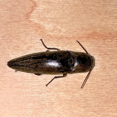 Orthostethus