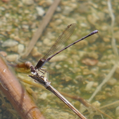 Argia pallens