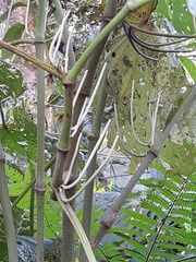 Piper umbellatum