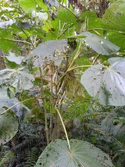 Piper umbellatum