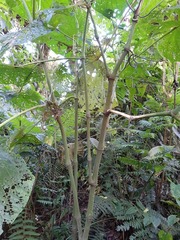 Piper umbellatum