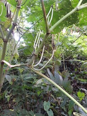 Piper umbellatum
