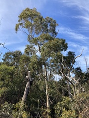 Eucalyptus leucoxylon connata