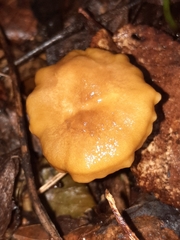 Cantharellus appalachiensis