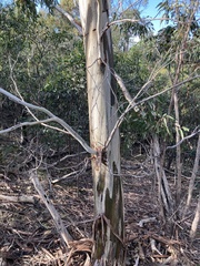 Eucalyptus leucoxylon connata