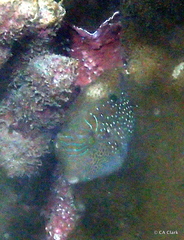 Canthigaster amboinensis
