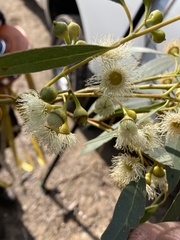 Eucalyptus leucoxylon connata