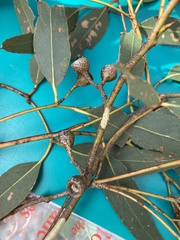 Eucalyptus leucoxylon connata
