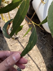 Eucalyptus leucoxylon connata