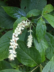 Clethra acuminata