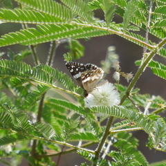 Heliopetes domicella