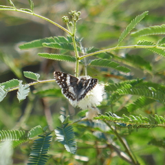 Heliopetes domicella