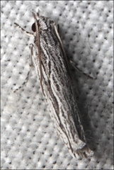 Holocola melanographa