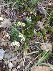 Draba nivalis