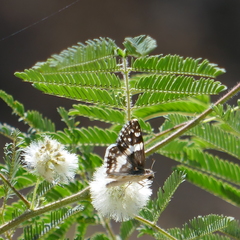 Heliopetes domicella