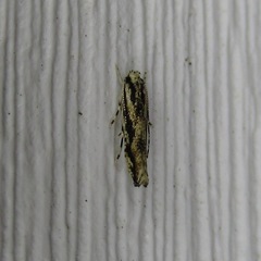 Melanocinclis lineigera