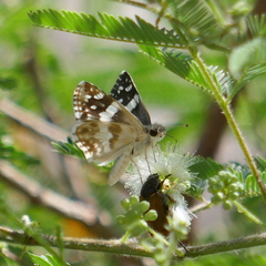 Heliopetes domicella