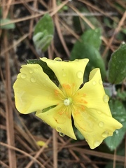 Crocanthemum carolinianum