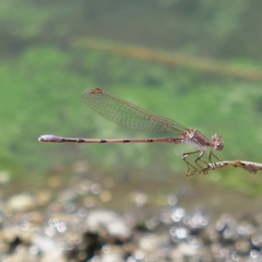 Argia pallens