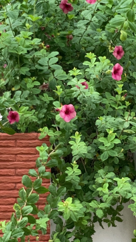 Allamanda blanchetii