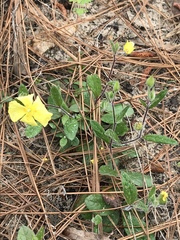 Crocanthemum carolinianum