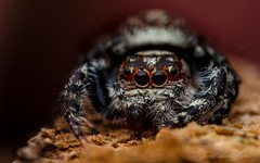 Opisthoncus parcedentatus