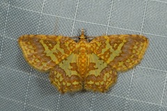 Pseudopolynesia amplificata