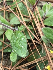 Crocanthemum carolinianum