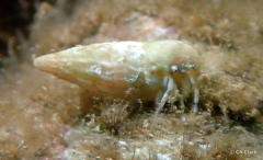 Diogenidae