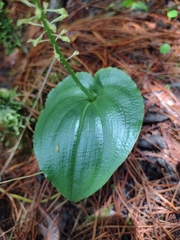 Malaxis maianthemifolia