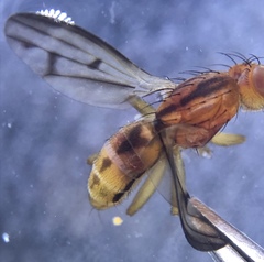 Opomyza petrei