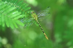 Erpetogomphus bothrops