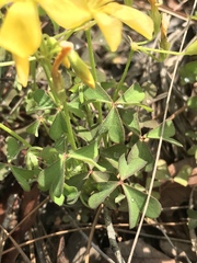 Oxalis texana