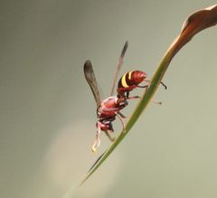Polistes africanus