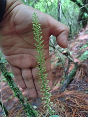 Malaxis maianthemifolia