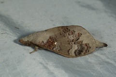 Kunugia florimaculata