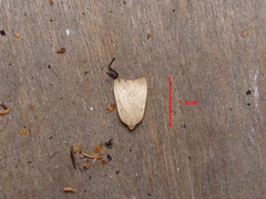Sestra humeraria