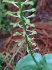 Malaxis maianthemifolia