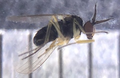 Rhaphium